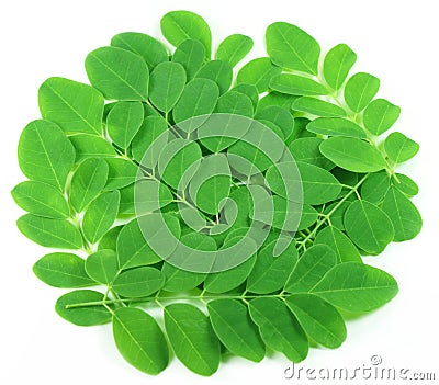 Fresh edible moringa leaves Stock Photo