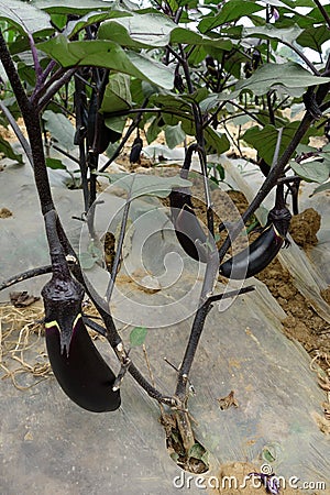 Fresh eggplant Stock Photo