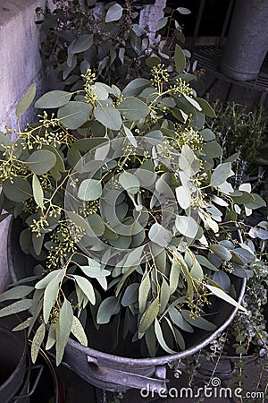 Fresh eucalyptus branches in a large zinc basin Stock Photo