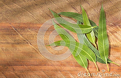 Fresh eucalyptus leaves - Eucalyptus globulus Stock Photo