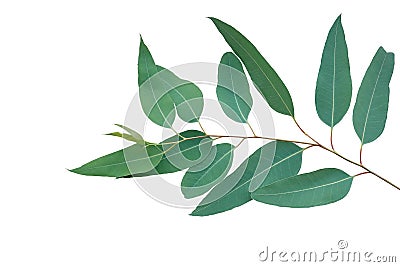 Fresh eucalyptus leaves on tree twig a green foliage commonly known as gums or eucalypts plant isolated on white background, Stock Photo