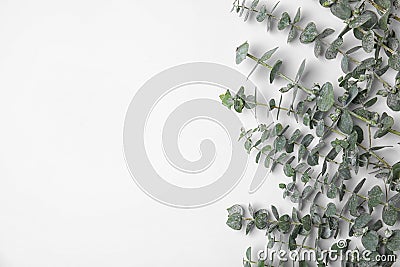 Fresh eucalyptus leaves on white background Stock Photo