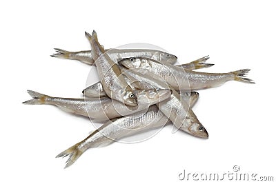 Fresh European smelt fishes Stock Photo