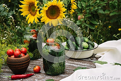 Fresh farm tomatoes in a clay pot, cucumbers in a jar, sunflower flowers, chili peppers, garlic, currant leaves, dill umbrellas on Stock Photo