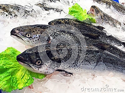 Farmed Salmon Fish on Ice Stock Photo