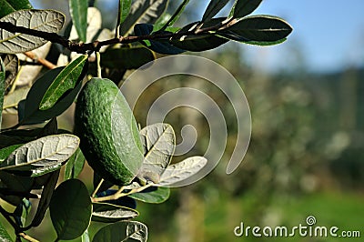 Fresh feijoa Stock Photo