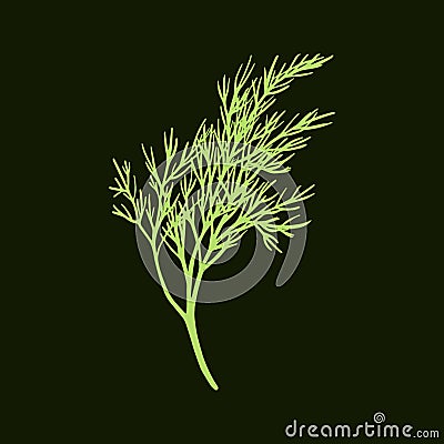 Fresh fennel branch isolated on dark green background. Dill bunch. Vector illustration Vector Illustration