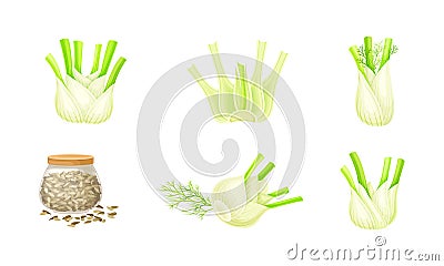 Fresh fennel plant set. Perennial spice herb root, stem and jar of dried seeds vector illustration Vector Illustration