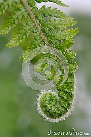 Fresh Fern Frond Stock Photo