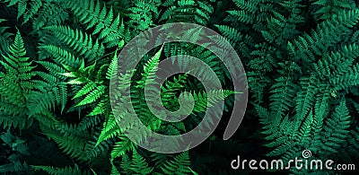 Fresh fern leaves, tropical foliage texture background, green color leaf nature concept.Photo by mobile phone Stock Photo