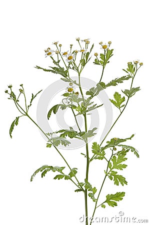 Fresh Feverfew Stock Photo