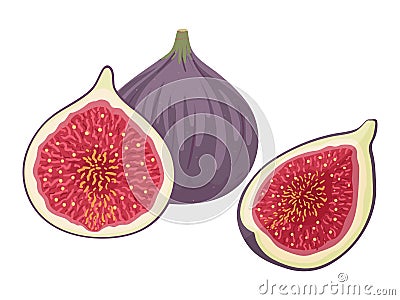 Fresh figs whole and cut in quarter and half. Vector illustration. Vector Illustration