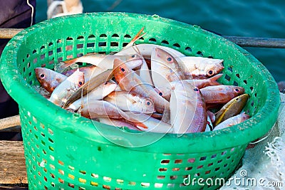 Fresh fish in the basket to sell in the market at Sattahip, Chon Buri, Thailand. Stock Photo