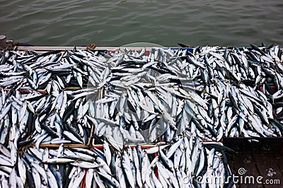 Fresh fish in boxes Stock Photo