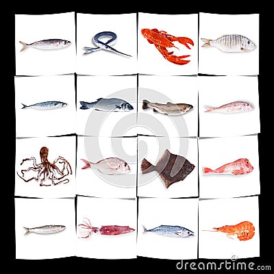 Fresh fish collage in white background Stock Photo