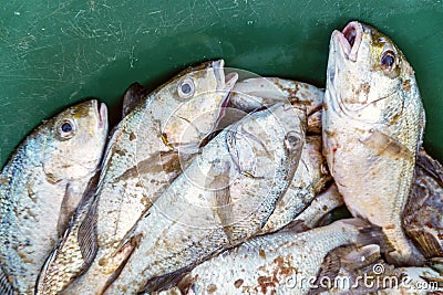 Fresh fish in green bucket in Maputo, Mozambique Stock Photo