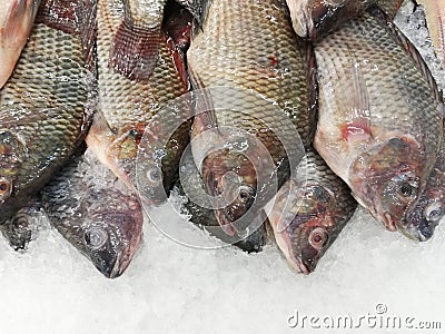 Fresh fish ready for sell at market. Stock Photo