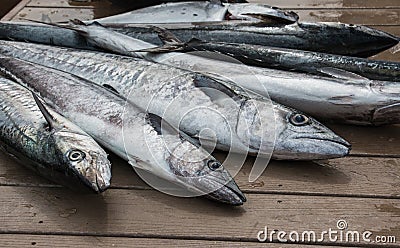 Fresh Fish Spread out on dock - Kingfish Stock Photo
