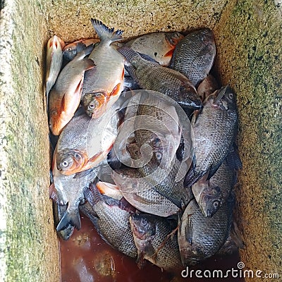 fresh fish tilapia ready to cook Stock Photo