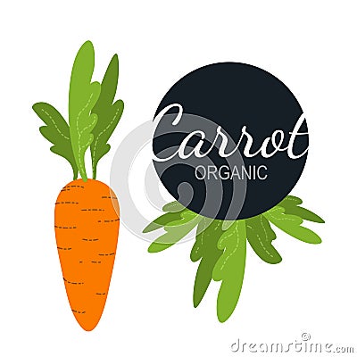 Fresh flat organic carrot isolated Stock Photo