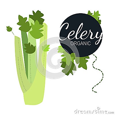 Fresh flat organic celery isolated Stock Photo