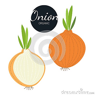 Fresh flat organic onions isolated Stock Photo
