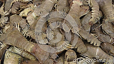 Fresh flathead lobster Stock Photo