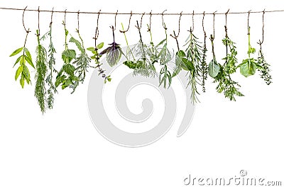 Fresh flovouring and medicinal plants and herbs hanging on a string, in front of a white backgroung Stock Photo