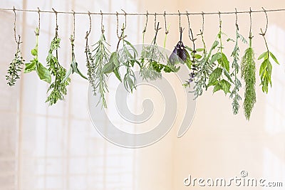 Fresh flovouring and medicinal plants and herbs hanging on a string, in front of a indoor backgroung Stock Photo