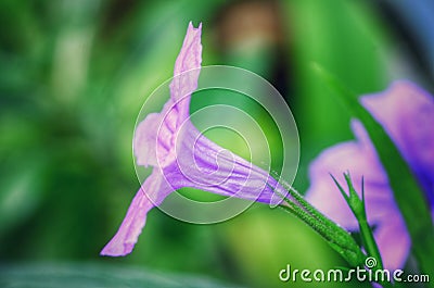 Fresh flower purple waterkanon or ruellia tuberosa blooming in the garden Stock Photo