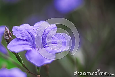 Fresh flower purple waterkanon or ruellia tuberosa blooming in nature garden Stock Photo