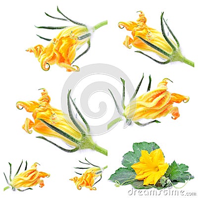 Fresh flower zucchini collage Stock Photo