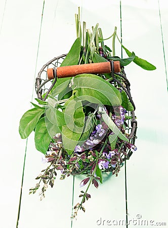 Fresh Flowering sage Stock Photo