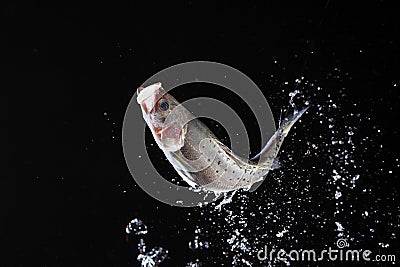 Fresh Food Stock Photo