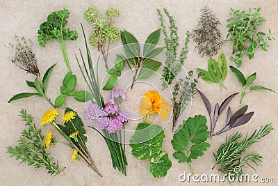 Fresh Food Herb Sampler Stock Photo