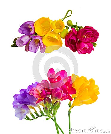 Fresh freesia flowers Stock Photo