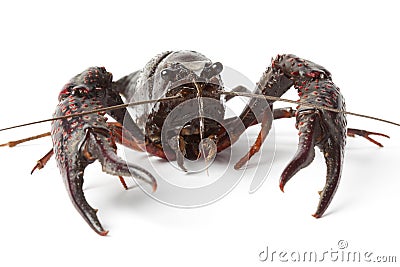 Fresh freshwater crayfish close up Stock Photo