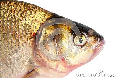 Fresh freshwater fish Bream. Stock Photo