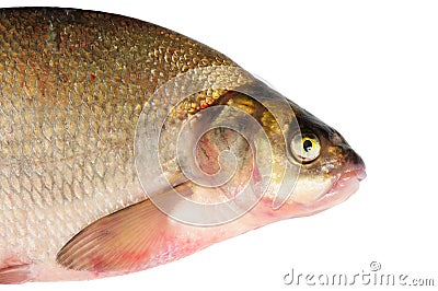 Fresh freshwater fish Bream. Stock Photo