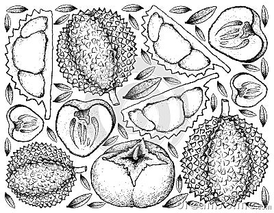 Hand Drawn Background of Durian and Persimmon Vector Illustration