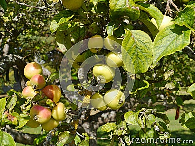 Fresh fruit in a tree Stock Photo