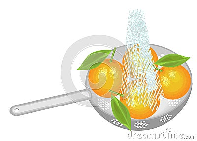 Fresh fruit is washed under running water. In a colander ripe oranges. Collected fruits should be eaten clean. Vector illustration Cartoon Illustration
