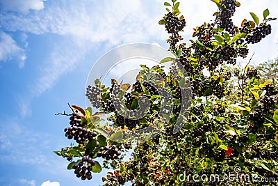 Fresh fruits of black chokeberry (aronia) Stock Photo