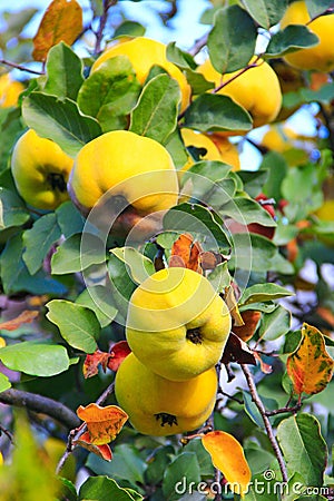 Fresh fruits of quince on the tree Stock Photo