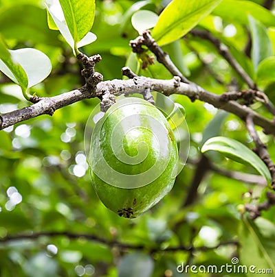 Fresh garcinia (madan) fruit on the tree, The tropical Thai herb Stock Photo