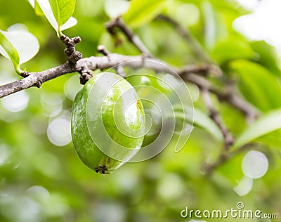 Fresh garcinia (madan) fruit on the tree, The tropical Thai herb Stock Photo