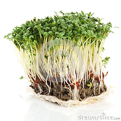 Fresh garden cress Stock Photo