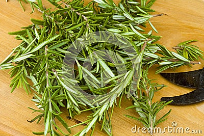 Fresh garden organic rosemary herb Stock Photo