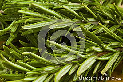 Fresh garden organic rosemary herb Stock Photo