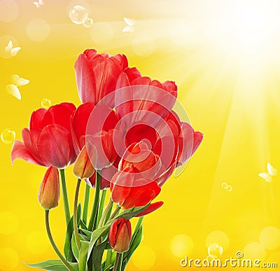 fresh garden tulips on abstract spring nature backgr Stock Photo